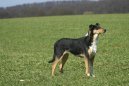 :  > Kolie krtkosrst (Smooth Collie)