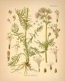 :  > Kozlk Lkask (Valeriana officinalis L.)