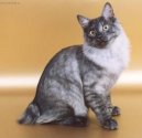 :  > Kurilsk bobtail krtkosrts (Kurilean Bobtail Shorthair)