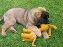 Leonberger