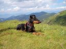 :  > Manchester terir (Manchester Terrier)