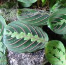 :  > Maranta