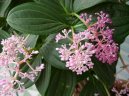 :  > Medinilla magnifica