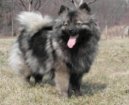 :  > Nmeck pic stedn (Deutscher spitz - Mittelspitz, German Spitz  Medium size Spitz)