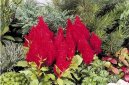 :  > Nevadlec (Celosia)