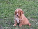 :  > Novoskotsk retrvr (Nova Scotia Duck Tolling Retriever)