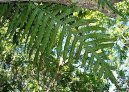 :  > Osladi (Polypodium Aureum)