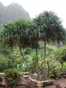 :  > Pandn (Pandanus)