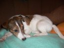 Ps plemena:  > Parson Russel Terir (Parson Russel Terrier)