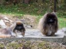 Pekingsk palcov psk, pekinz