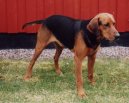 :  > Schillerv honi (Schillerstovare, Schiller Hound)