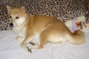 Fotky: Shiba (foto, obrazky)