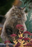 Koky:  > Sibisk koka (Siberian Cat)