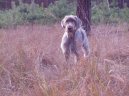 Ps plemena:  > Slovensk hrubosrst oha (Slovensky hrubosrsty stavac, Slovakian Wire-haired Pointing Dog)