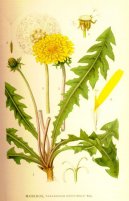 :  > Smetanka Lkask (Taraxacum officinale)