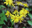 :  > Starek Rowlev (Senecio rowleyanus)