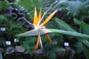 :  > Strelcie (Strelitzia)