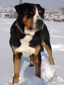 :  > Velk vcarsk salanick pes (Grosser Schweizer Sennenhund)