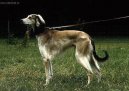 :  > Tazy (Tasy, Mid-Asiatic Borzoi)