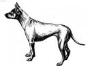 Thajsk ridgeback