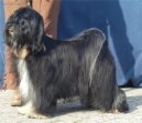 Ps plemena:  > Tibetsk terir (Tibetan Terrier)