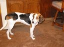 :  > Treeing Walker Coonhound