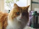 :  > Tureck koka Van (Turkish Van)