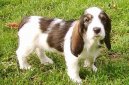 Ps plemena:  > Velk vendesk hrubosrst baset (Grand basset griffon vendeen)