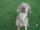 :  > Vmarsk oha (Weimaraner, Weimaraner Vorsterhund)