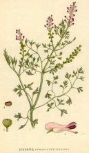 :  > Zemdn Lkask (Fumaria officinalis)