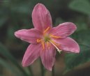 Fotky: Zephyranthes (foto, obrazky)