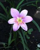 :  > Zephyranthes (Zephyranthes grandiflora)