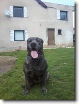 Foto: Bandog, Bandogge