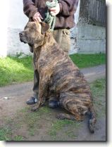 Foto: Bandog, Bandogge