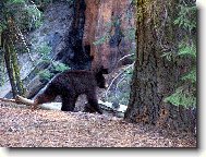 Sequoia National Park