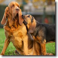 Bloodhound symfonie