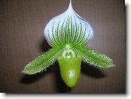 Paphiopedilum