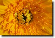 Gerbera