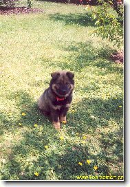 Eurasier - Blue Berry Tomimopa