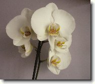 orchidej