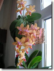 Phalaenopsis