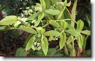 Coelogyne pandurata