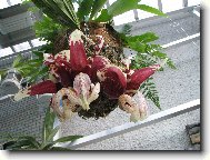 Stanhopea nigroviolacea