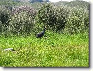 Slpka Takahe