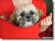 Shih-Tzu