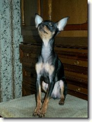 Eralash Hadja Nassreddin/Russian toy terrier