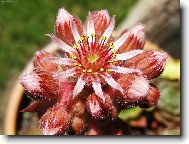 Netesk - Sempervivum