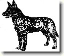 Australsk kelpie