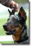 Beauceron