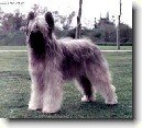 Briard